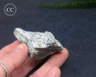 Druzy Fossil Coral #3