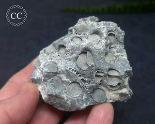 Druzy Fossil Coral #5