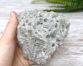 Druzy Fossil Coral #4
