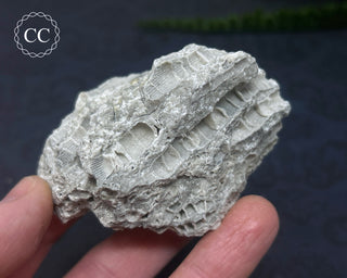 Druzy Fossil Coral #2