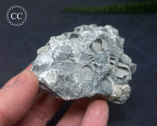 Druzy Fossil Coral #5