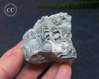 Druzy Fossil Coral #5