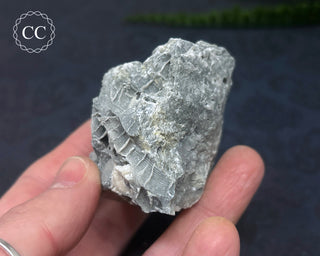 Druzy Fossil Coral #5