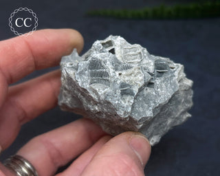 Druzy Fossil Coral #5