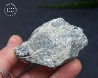 Druzy Fossil Coral #5