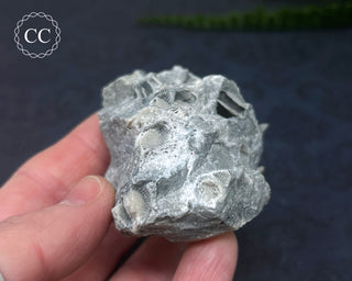 Druzy Fossil Coral #5