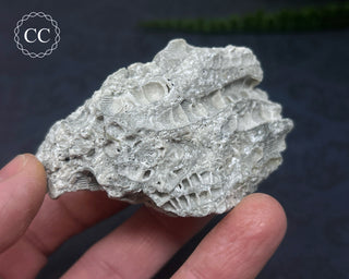 Druzy Fossil Coral #2