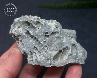 Druzy Fossil Coral #6