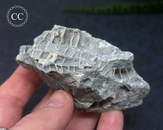 Druzy Fossil Coral #6