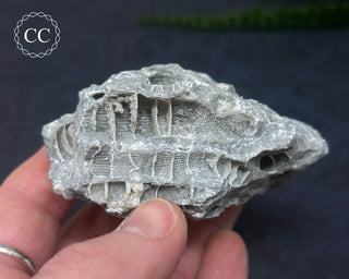 Druzy Fossil Coral #6