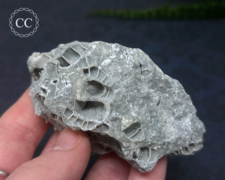 Druzy Fossil Coral #6