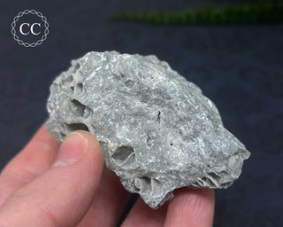 Druzy Fossil Coral #6