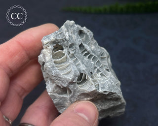 Druzy Fossil Coral #6