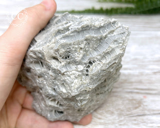 Druzy Fossil Coral #4