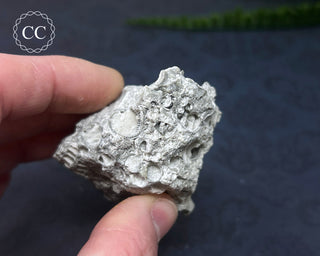 Druzy Fossil Coral #2