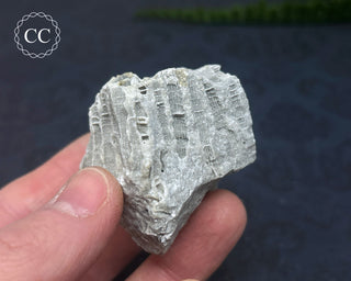 Druzy Fossil Coral #7