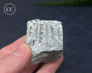 Druzy Fossil Coral #7