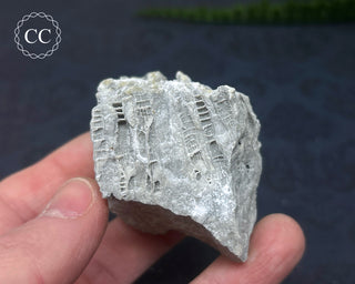 Druzy Fossil Coral #7