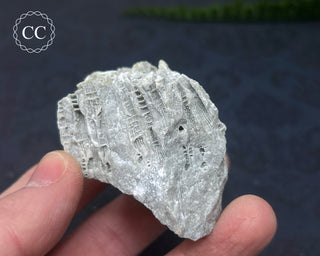 Druzy Fossil Coral #7