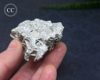 Druzy Fossil Coral #2