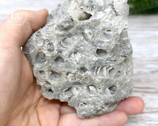 Druzy Fossil Coral #4