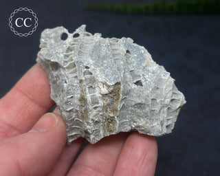 Druzy Fossil Coral #8