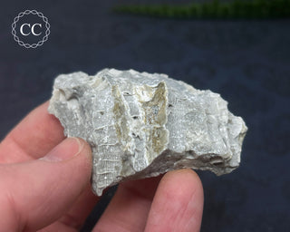 Druzy Fossil Coral #8