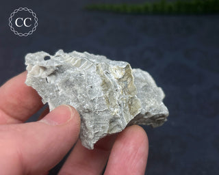 Druzy Fossil Coral #8