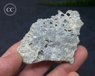 Druzy Fossil Coral #8