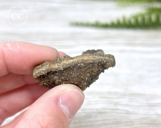 Druzy Fossil Wood Specimen #10
