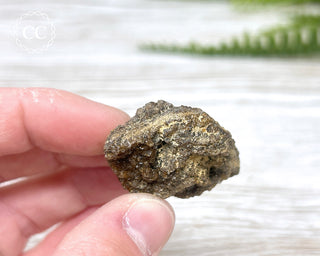 Druzy Fossil Wood Specimen #10