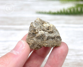 Druzy Fossil Wood Specimen #11