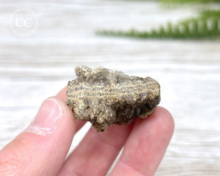 Druzy Fossil Wood Specimen #11