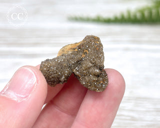 Druzy Fossil Wood Specimen #12