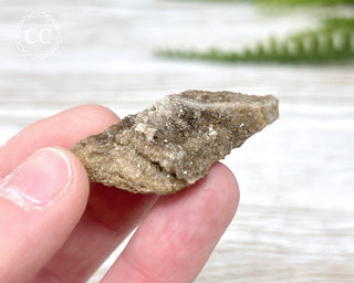 Druzy Fossil Wood Specimen #2