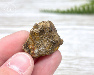 Druzy Fossil Wood Specimen #13