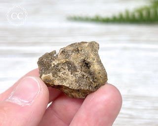 Druzy Fossil Wood Specimen #13