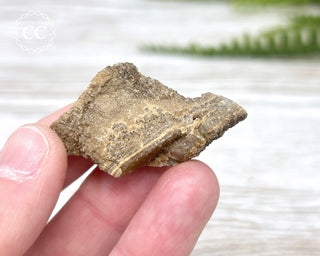 Druzy Fossil Wood Specimen #2
