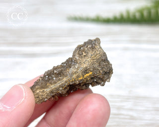 Druzy Fossil Wood Specimen #14
