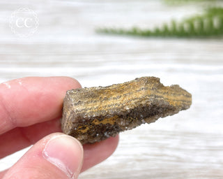Druzy Fossil Wood Specimen #15