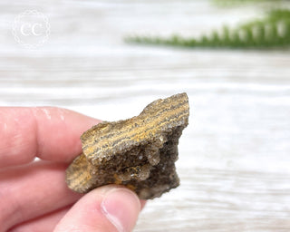 Druzy Fossil Wood Specimen #15