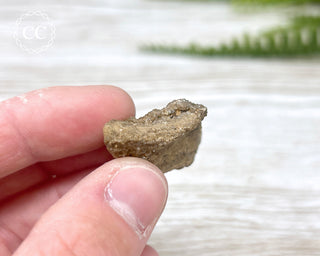 Druzy Fossil Wood Specimen #2