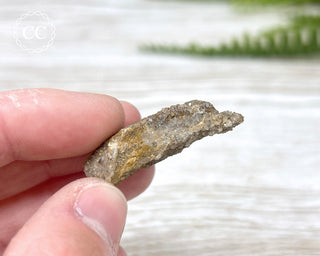 Druzy Fossil Wood Specimen #3