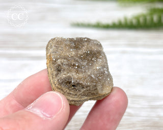 Druzy Fossil Wood Specimen #4
