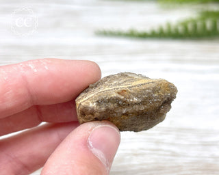 Druzy Fossil Wood Specimen #4