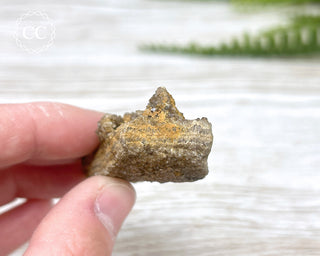 Druzy Fossil Wood Specimen #5