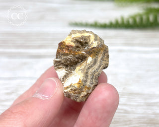 Druzy Fossil Wood Specimen #6