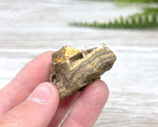 Druzy Fossil Wood Specimen #6