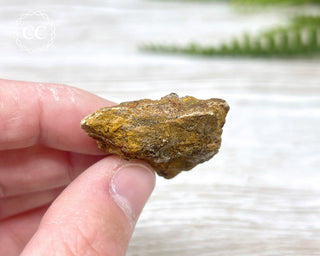 Druzy Fossil Wood Specimen #1