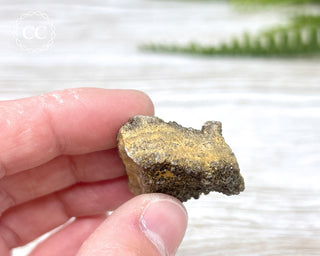 Druzy Fossil Wood Specimen #7